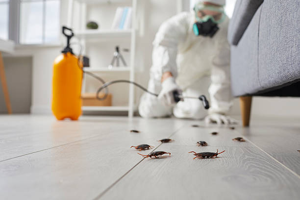 Commercial Rodent Management in Runaway Bay